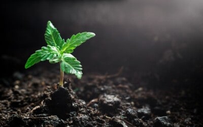 Hemp & Cannabis Farm Security Fencing