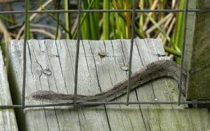 How To Build A Snake, & Rodent Proof Fence Using Snake Mesh